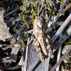 Cirphula pyrrhocnemis at Goulburn, NSW - 15 Sep 2024