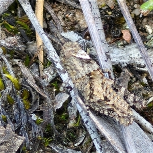 Cirphula pyrrhocnemis at Goulburn, NSW - 15 Sep 2024