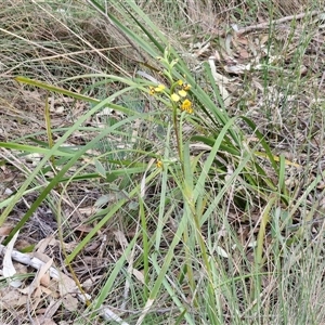 Diuris pardina at Goulburn, NSW - suppressed