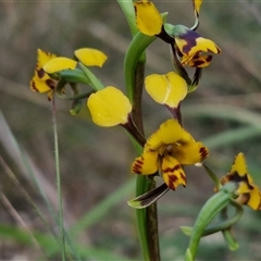 Diuris pardina at Goulburn, NSW - suppressed