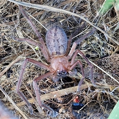 Delena cancerides (Social huntsman spider) at Goulburn, NSW - 15 Sep 2024 by trevorpreston