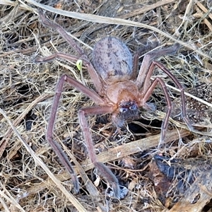 Delena cancerides at Goulburn, NSW - 15 Sep 2024 03:20 PM