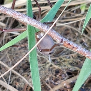 Delena cancerides at Goulburn, NSW - 15 Sep 2024 03:20 PM