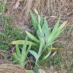 Iris germanica (Tall Bearded Iris) at Goulburn, NSW - 15 Sep 2024 by trevorpreston