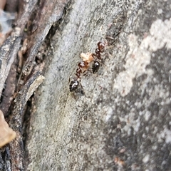 Crematogaster sp. (genus) at Goulburn, NSW - 15 Sep 2024