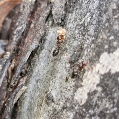 Crematogaster sp. (genus) at Goulburn, NSW - 15 Sep 2024 03:17 PM