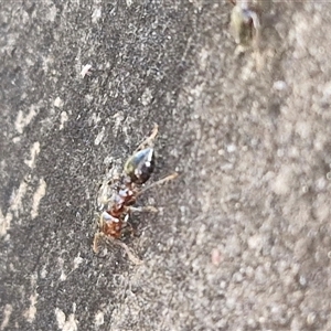 Crematogaster sp. (genus) at Goulburn, NSW - 15 Sep 2024