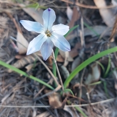 Ipheion uniflorum (Spring Star-flower) at Joadja, NSW - 15 Sep 2024 by @Joadja