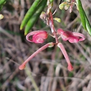 Grevillea rosmarinifolia subsp. rosmarinifolia at Goulburn, NSW - 15 Sep 2024 03:17 PM