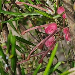 Grevillea rosmarinifolia subsp. rosmarinifolia at Goulburn, NSW - 15 Sep 2024