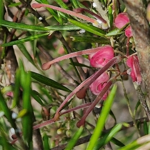 Grevillea rosmarinifolia subsp. rosmarinifolia at Goulburn, NSW - 15 Sep 2024 03:17 PM