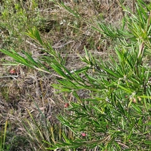 Grevillea rosmarinifolia subsp. rosmarinifolia at Goulburn, NSW - 15 Sep 2024 03:17 PM