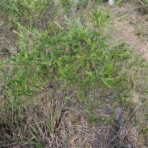 Grevillea rosmarinifolia subsp. rosmarinifolia at Goulburn, NSW - 15 Sep 2024 03:17 PM