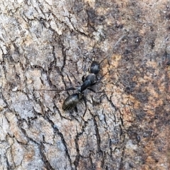 Camponotus nigroaeneus (Sugar ant) at Goulburn, NSW - 15 Sep 2024 by trevorpreston