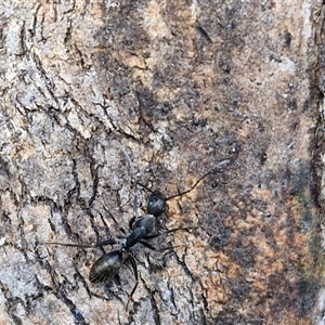 Camponotus nigroaeneus at Goulburn, NSW - 15 Sep 2024 03:15 PM