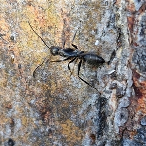 Camponotus nigroaeneus at Goulburn, NSW - 15 Sep 2024 03:15 PM