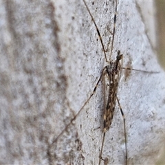 Unidentified Crane fly, midge, mosquito or gnat (several families) at Goulburn, NSW - 15 Sep 2024 by trevorpreston