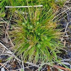 Centrolepis strigosa (Hairy Centrolepis) at Goulburn, NSW - 15 Sep 2024 by trevorpreston