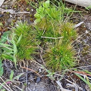 Centrolepis strigosa at Goulburn, NSW - 15 Sep 2024