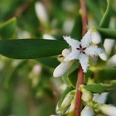 Styphelia mutica (Blunt Beard-heath) at Goulburn, NSW - 15 Sep 2024 by trevorpreston