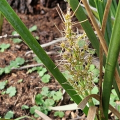 Lomandra longifolia (Spiny-headed Mat-rush, Honey Reed) at Goulburn, NSW - 15 Sep 2024 by trevorpreston