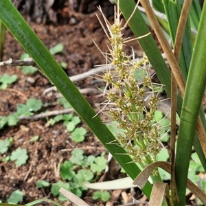 Lomandra longifolia at Goulburn, NSW - 15 Sep 2024