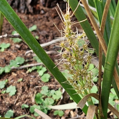 Lomandra longifolia (Spiny-headed Mat-rush, Honey Reed) at Goulburn, NSW - 15 Sep 2024 by trevorpreston