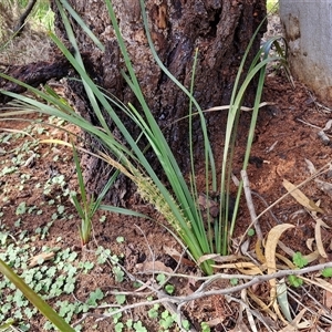 Lomandra longifolia at Goulburn, NSW - 15 Sep 2024