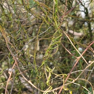 Cassytha pubescens at Goulburn, NSW - 15 Sep 2024 03:05 PM