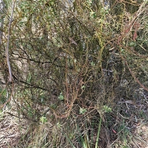 Cassytha pubescens at Goulburn, NSW - 15 Sep 2024 03:05 PM