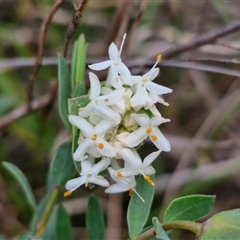 Pimelea linifolia subsp. linifolia (Queen of the Bush, Slender Rice-flower) at Goulburn, NSW - 15 Sep 2024 by trevorpreston