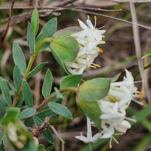 Pimelea linifolia subsp. linifolia at Goulburn, NSW - 15 Sep 2024 03:04 PM