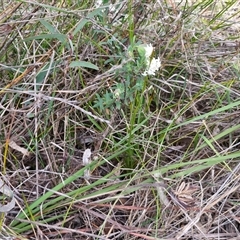 Pimelea linifolia subsp. linifolia at Goulburn, NSW - 15 Sep 2024 03:04 PM