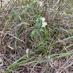 Pimelea linifolia subsp. linifolia at Goulburn, NSW - 15 Sep 2024 03:04 PM