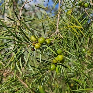 Persoonia linearis at Goulburn, NSW - 15 Sep 2024 03:03 PM