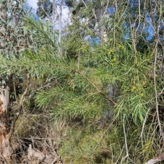 Persoonia linearis at Goulburn, NSW - 15 Sep 2024 03:03 PM