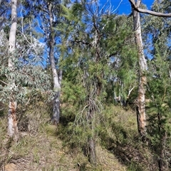 Persoonia linearis at Goulburn, NSW - 15 Sep 2024 03:03 PM