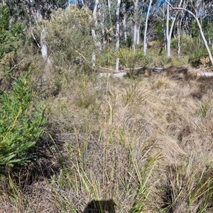 Themeda triandra at Goulburn, NSW - 15 Sep 2024 03:02 PM