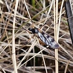 Limoniidae (family) (Unknown Limoniid Crane Fly) at Goulburn, NSW - 15 Sep 2024 by trevorpreston