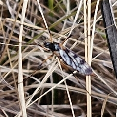 Limoniidae (family) at Goulburn, NSW - 15 Sep 2024