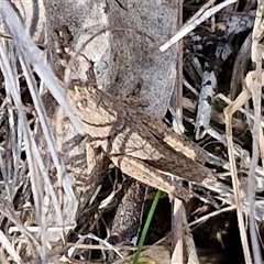 Coryphistes ruricola at Goulburn, NSW - 15 Sep 2024 02:58 PM