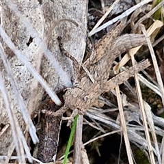 Coryphistes ruricola at Goulburn, NSW - 15 Sep 2024 02:58 PM