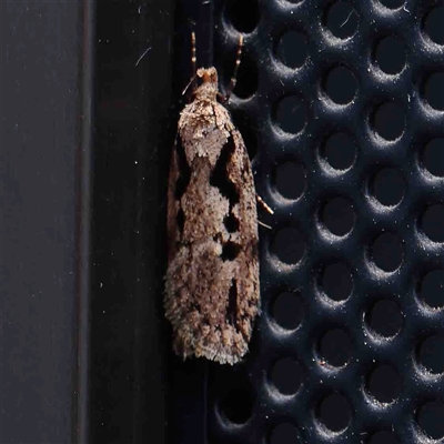 Barea bathrochorda (A Concealer moth (Barea group) at Turner, ACT - 7 Sep 2024 by ConBoekel
