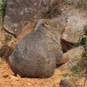 Vombatus ursinus at Greenway, ACT - 14 Sep 2024