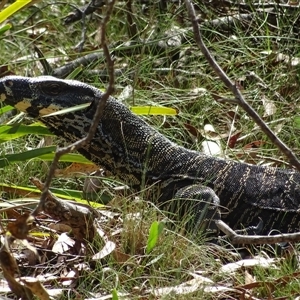 Varanus varius at Charleys Forest, NSW - suppressed