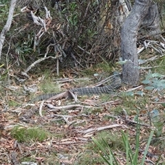 Varanus varius at Charleys Forest, NSW - suppressed