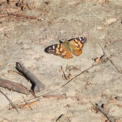 Vanessa kershawi (Australian Painted Lady) at Bonython, ACT - 15 Sep 2024 by LineMarie