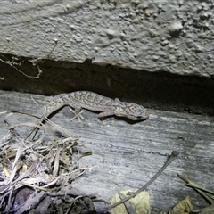 Christinus marmoratus (Southern Marbled Gecko) at Curtin, ACT - 11 Sep 2024 by arjay