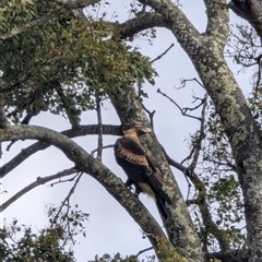 Aquila audax (Wedge-tailed Eagle) at Wee Jasper, NSW - 7 Jul 2024 by ScottandMandy