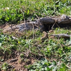 Pseudonaja textilis (Eastern Brown Snake) at Burrinjuck, NSW - 14 Sep 2024 by Bidge